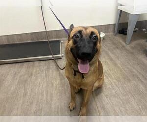 Mutt Dogs for adoption in Pasadena, CA, USA