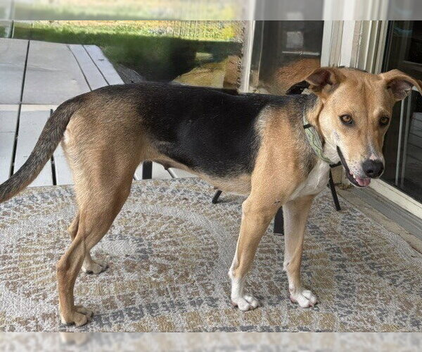 Medium Photo #8 Beagle-German Shepherd Dog Mix Puppy For Sale in Lakewood, CO, USA