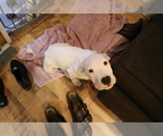 Small Photo #11 Dogo Argentino Puppy For Sale in CANON CITY, CO, USA