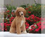 Small Photo #4 Poodle (Standard) Puppy For Sale in GAP, PA, USA