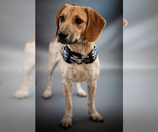 Medium Photo #3 Jack-A-Bee Puppy For Sale in Princeton, MN, USA