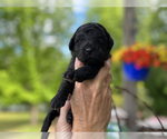 Small Photo #5 Goldendoodle Puppy For Sale in CHAMPION, NC, USA