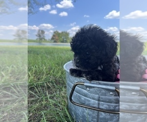 Pomeranian-Poodle (Toy) Mix Puppy for sale in LOOGOOTEE, IN, USA