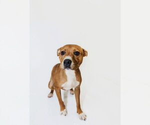Julie - Female American Pit Bull Terrier-Unknown Mix Dog for Adoption - Photo #2
