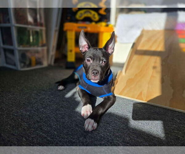 Medium Photo #14 American Bulldog-Unknown Mix Puppy For Sale in Oro Medonte, Ontario, Canada