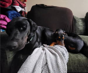 Penny - Female Doberman Pinscher Dog for Adoption - Photo #14