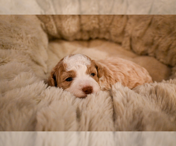 Medium Photo #6 Havapoo Puppy For Sale in GUTHRIE, KY, USA