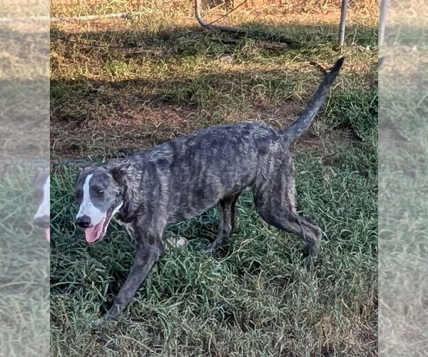 Medium Photo #8 Catahoula Leopard Dog-German Shepherd Dog Mix Puppy For Sale in Alexander, AR, USA