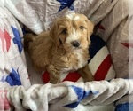Small Australian Labradoodle-Bernedoodle Mix