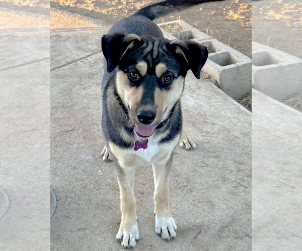 Medium Photo #2 Gerberian Shepsky Puppy For Sale in Corona, CA, USA