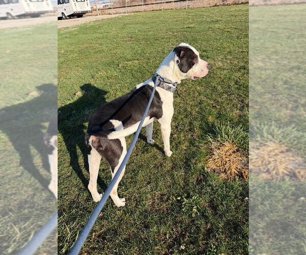 Medium Photo #2 American Staffordshire Terrier Puppy For Sale in Pierceton , IN, USA