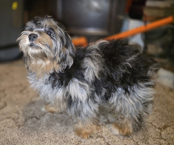 Medium Photo #9 ShihPoo Puppy For Sale in DYERSBURG, TN, USA