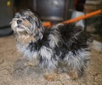 Small #8 ShihPoo