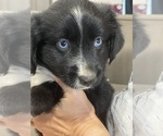 Small Photo #20 Miniature Australian Shepherd Puppy For Sale in TERRELL, TX, USA