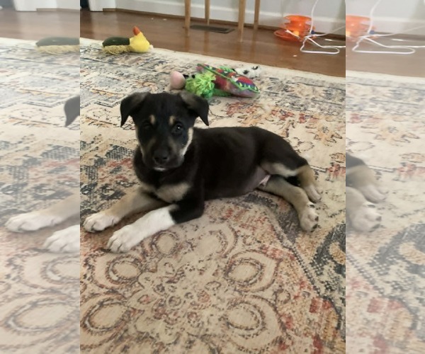 Medium Photo #8 Australian Shepherd-Unknown Mix Puppy For Sale in Holly Springs, NC, USA