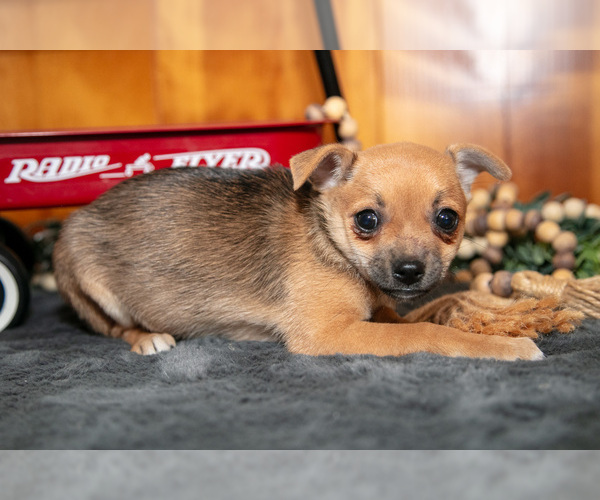 Medium Photo #3 Chihuahua Puppy For Sale in GENEVA, IN, USA