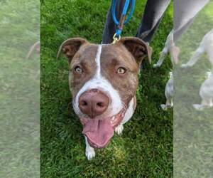 FERGAL aka RAMBO - Male Mutt Dog for Adoption - Photo #28