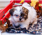 Small #9 Shih Tzu