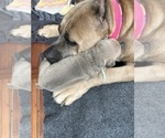 Small #5 Cane Corso