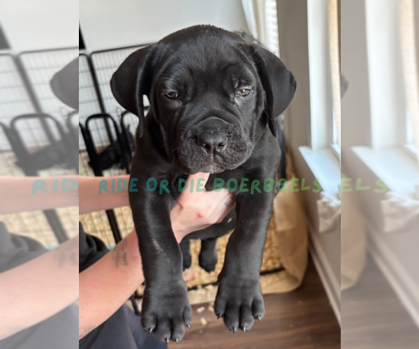 Medium Photo #1 Boerboel Puppy For Sale in LOGANVILLE, GA, USA