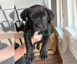 Puppy Light Blue Boerboel