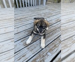 Small Photo #6 Chow Chow-Siberian Husky Mix Puppy For Sale in GIDDINGS, TX, USA