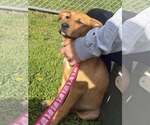 Small #1 American Pit Bull Terrier Mix