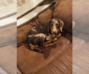 Dachshund Puppy for sale in HICKORY, NC, USA