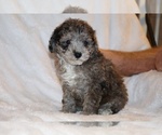 Small #2 Poodle (Toy)