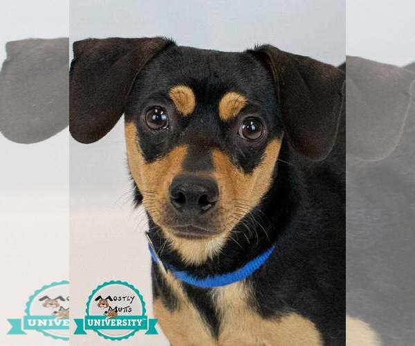 Medium Photo #1 Chiweenie Puppy For Sale in Kennesaw, GA, USA