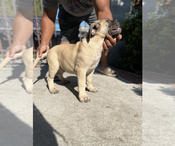 Medium Photo #30 Bullmastiff Puppy For Sale in LOS ANGELES, CA, USA