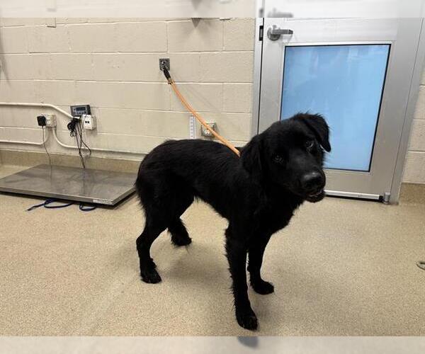Medium Photo #1 Mutt Puppy For Sale in Grand Prairie, TX, USA