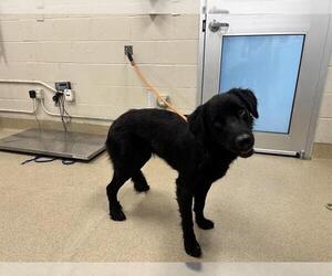 Labrenees Dogs for adoption in Grand Prairie, TX, USA