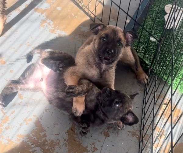 Medium Photo #1 America Bandogge Mastiff-American Bandogge Mix Puppy For Sale in MIAMI, FL, USA