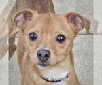 Small Italian Greyhuahua