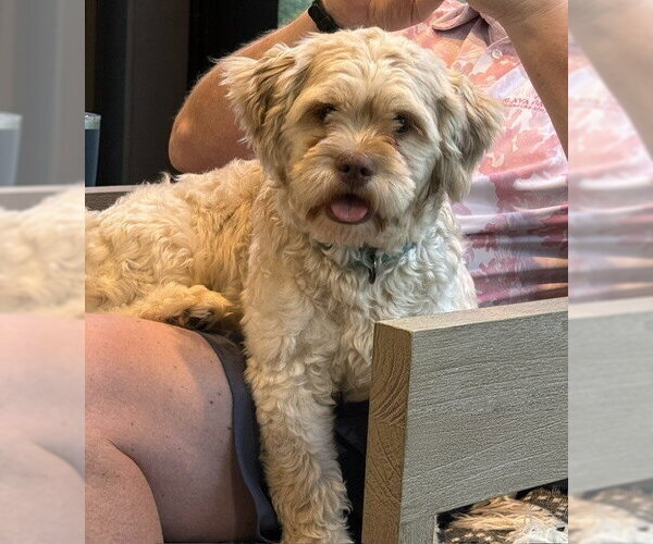 Medium Photo #7 Poodle (Standard)-Shih Tzu Mix Puppy For Sale in Raleigh, NC, USA