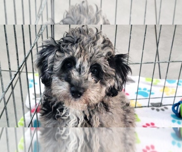 Medium Photo #7 Poodle (Miniature) Puppy For Sale in ORO VALLEY, AZ, USA