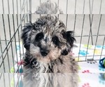 Small #6 Poodle (Miniature)