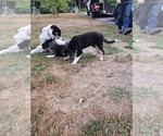 Small Photo #9 Border Collie Puppy For Sale in ROY, WA, USA