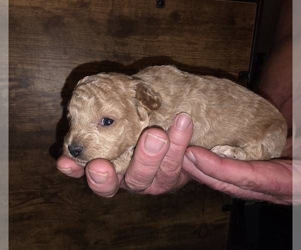 Medium Photo #2 Poodle (Toy) Puppy For Sale in DYERSBURG, TN, USA
