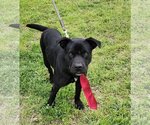 Small Photo #3 Labrador Retriever-Staffordshire Bull Terrier Mix Puppy For Sale in Bandera, TX, USA