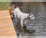Small #12 Irish Wolfhound