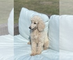 Puppy Cream Puff Poodle (Standard)