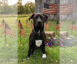 Labrador Retriever-Unknown Mix Dogs for adoption in Germantown, OH, USA