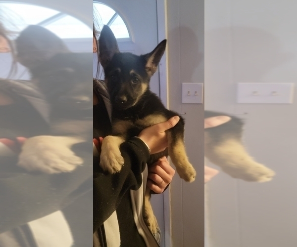 Medium Photo #3 German Shepherd Dog Puppy For Sale in DENTON, TX, USA