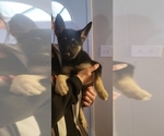 Small Photo #3 German Shepherd Dog Puppy For Sale in DENTON, TX, USA