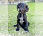 Small Labrador Retriever Mix