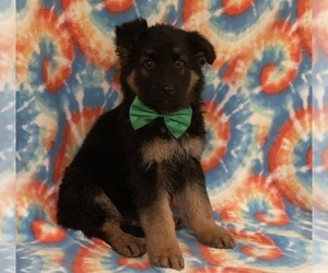 German Shepherd Dog Puppy for sale in LANCASTER, PA, USA