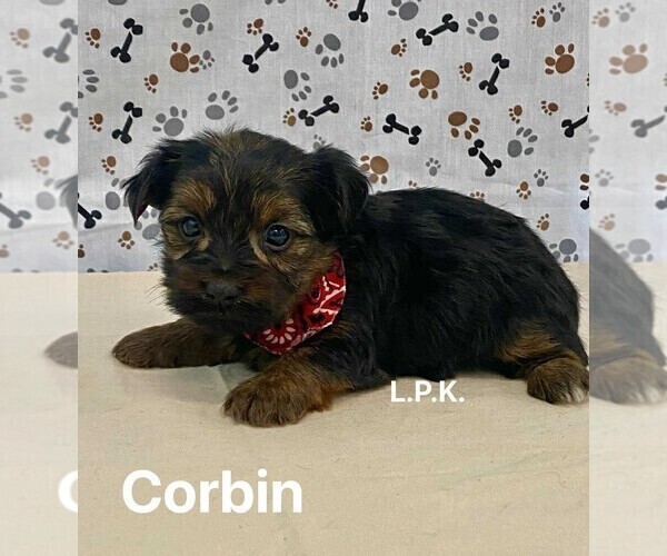 Medium Photo #2 Yorkshire Terrier Puppy For Sale in WINNSBORO, LA, USA