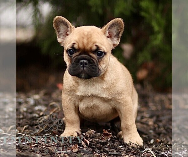Medium Photo #1 French Bulldog Puppy For Sale in RONKS, PA, USA